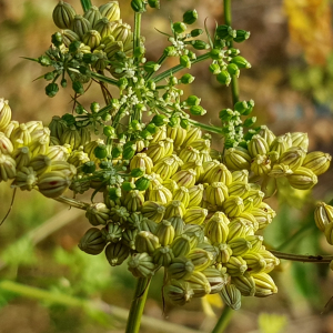 Photographie n°2498160 du taxon Aethusa cynapium L.