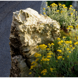  - Jacobaea maritima subsp. maritima