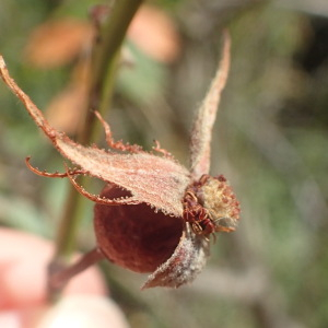  - Rosa elliptica Tausch [1819]