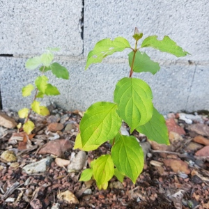 Photographie n°2498193 du taxon Cornus sanguinea L.