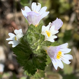  - Euphrasia rostkoviana Hayne [1825]