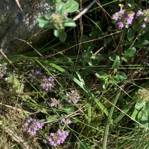 Photographie n°2498289 du taxon Thymus serpyllum L. [1753]