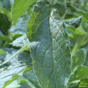 Photographie n°2498344 du taxon Borago officinalis L. [1753]