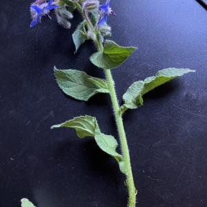 Photographie n°2498349 du taxon Borago officinalis L. [1753]