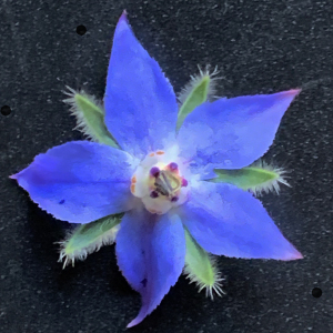 Photographie n°2498356 du taxon Borago officinalis L. [1753]