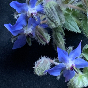 Photographie n°2498363 du taxon Borago officinalis L. [1753]