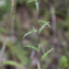  FlorenceAuFilduThym - Carlina vulgaris L.