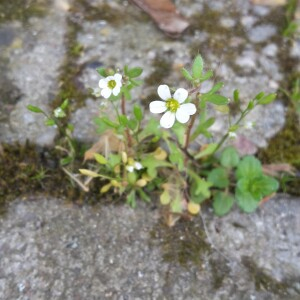 Photographie n°2498428 du taxon Saxifraga tridactylites L. [1753]