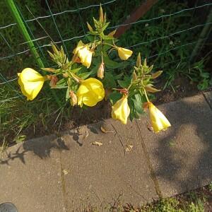  - Oenothera biennis var. biennis