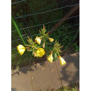 Oenothera biennis L. var. biennis