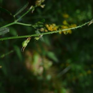 Photographie n°2498435 du taxon Trigonella altissima (Thuill.) Coulot & Rabaute [2013]