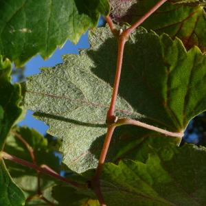 Photographie n°2498445 du taxon Vitis labrusca L. [1753]