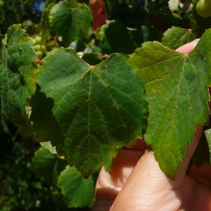 Photographie n°2498446 du taxon Vitis labrusca L. [1753]