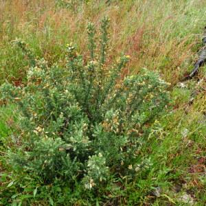 Photographie n°2498481 du taxon Ulex europaeus L. [1753]