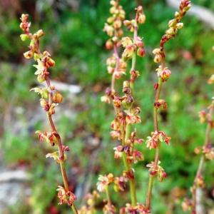 Photographie n°2498486 du taxon Rumex acetosella L. [1753]