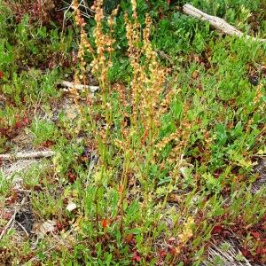 Photographie n°2498487 du taxon Rumex acetosella L. [1753]