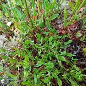 Photographie n°2498489 du taxon Rumex acetosella L. [1753]