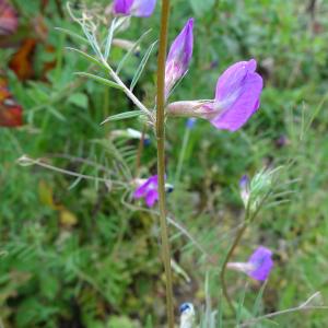 Photographie n°2498501 du taxon Vicia angustifolia L. [1759]