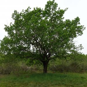 Photographie n°2498510 du taxon Quercus robur L. [1753]