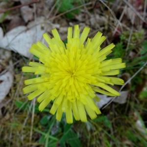 Photographie n°2498512 du taxon Pilosella officinarum Vaill. [1754]