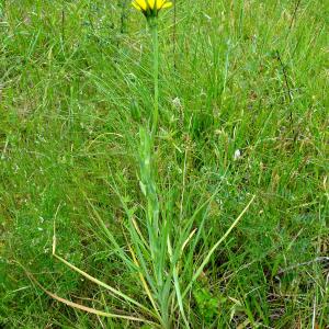 Photographie n°2498526 du taxon Tragopogon pratensis L. [1753]