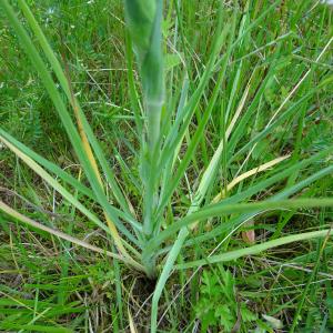 Photographie n°2498527 du taxon Tragopogon pratensis L. [1753]