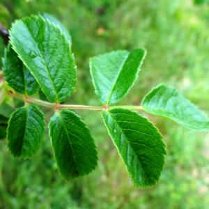 Photographie n°2498531 du taxon Rosa rubiginosa L. [1771]