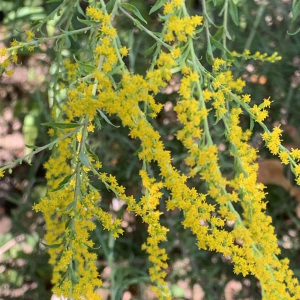 Photographie n°2498545 du taxon Solidago canadensis L. [1753]