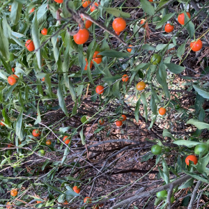 Photographie n°2498548 du taxon Solanum pseudocapsicum L. [1753]