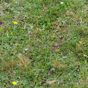 Photographie n°2498558 du taxon Spiranthes spiralis (L.) Chevall. [1827]