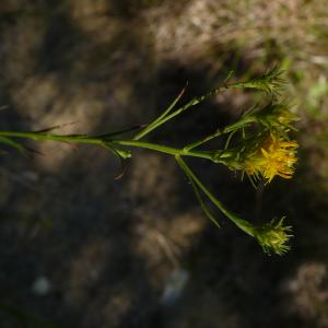 Photographie n°2498573 du taxon Galatella linosyris (L.) Rchb.f. [1854]