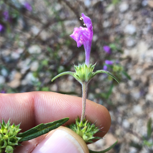 Photographie n°2498585 du taxon Galeopsis angustifolia Ehrh. ex Hoffm.