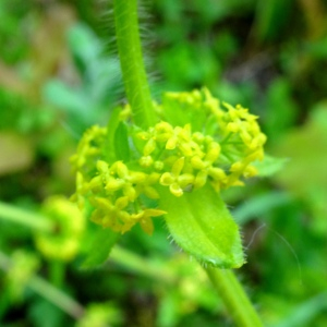 Photographie n°2498597 du taxon Cruciata laevipes Opiz [1852]