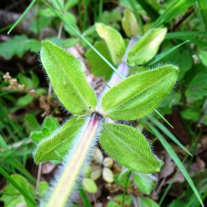 Photographie n°2498598 du taxon Cruciata laevipes Opiz [1852]