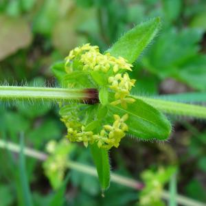 Photographie n°2498599 du taxon Cruciata laevipes Opiz [1852]