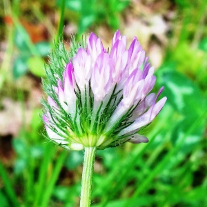 Photographie n°2498612 du taxon Trifolium pratense L. [1753]