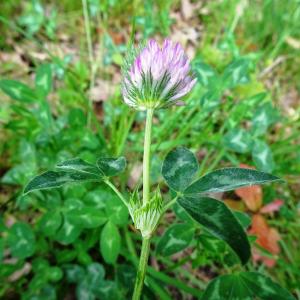 Photographie n°2498615 du taxon Trifolium pratense L. [1753]