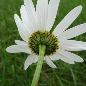 Photographie n°2498618 du taxon Leucanthemum vulgare Lam. [1779]