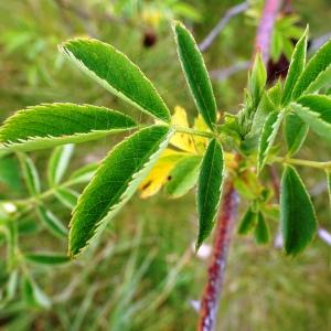 Photographie n°2498623 du taxon Rosa agrestis Savi [1798]