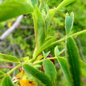 Photographie n°2498627 du taxon Rosa agrestis Savi [1798]