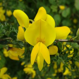 Photographie n°2498638 du taxon Cytisus scoparius (L.) Link [1822]