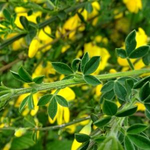 Photographie n°2498641 du taxon Cytisus scoparius (L.) Link [1822]