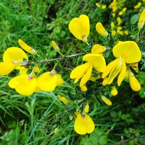 Photographie n°2498642 du taxon Cytisus scoparius (L.) Link [1822]