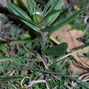 Photographie n°2498738 du taxon Buglossoides arvensis (L.) I.M.Johnst.