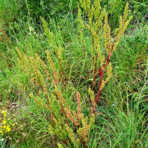 Photographie n°2498786 du taxon Rumex crispus L. [1753]