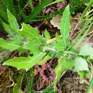 Photographie n°2498787 du taxon Sonchus oleraceus L. [1753]