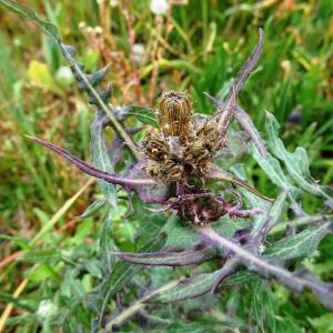 Photographie n°2498790 du taxon Sonchus oleraceus L. [1753]