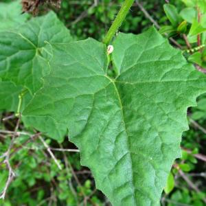 Photographie n°2498801 du taxon Bryonia dioica Jacq.