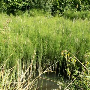 Photographie n°2498879 du taxon Equisetum palustre L. [1753]