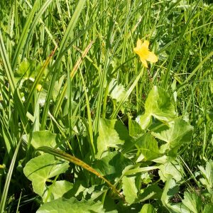 Photographie n°2498880 du taxon Caltha palustris L. [1753]